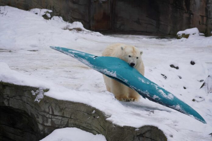 Eisbär spielt mit Kanu im Schnee Eisbär spielt mit Kanu im Schnee
