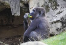 Gorilla „Anandi“ zieht nach Frankreich – Beitrag zum Artenschutz aus dem Erlebnis-Zoo Hannover Flachlandgorilla Anandi.