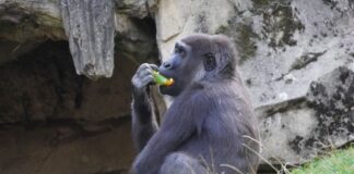 Flachlandgorilla Anandi.