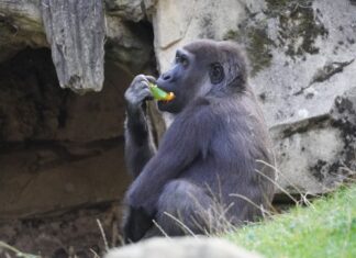 Gorilla „Anandi“ zieht nach Frankreich – Beitrag zum Artenschutz aus dem Erlebnis-Zoo Hannover Flachlandgorilla Anandi.