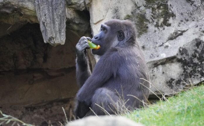Flachlandgorilla Anandi.