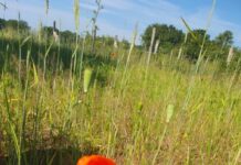 „Vom Intensivacker zur Naturschutzfläche“: NABU Langenhagen stellt Projektflächen vor Saatmohn auf Kreyen Wisch/ Kreyen Holt.