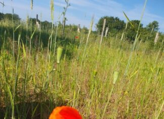 „Vom Intensivacker zur Naturschutzfläche“: NABU Langenhagen stellt Projektflächen vor Saatmohn auf Kreyen Wisch/ Kreyen Holt.