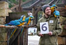 Erlebnis-Zoo Hannover zieht Bilanz: 1.779 Tiere, starke Bildungsarbeit und klare Perspektiven für 2026 Tierpfleger Yule Müller mit den Gelbbrustaras