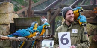 Tierpfleger Yule Müller mit den Gelbbrustaras