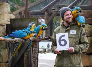 Erlebnis-Zoo Hannover zieht Bilanz: 1.779 Tiere, starke Bildungsarbeit und klare Perspektiven für 2026 Tierpfleger Yule Müller mit den Gelbbrustaras