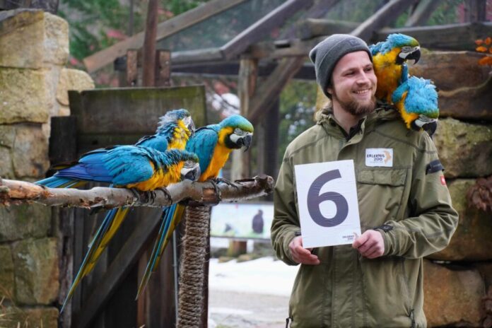 Tierpfleger Yule Müller mit den Gelbbrustaras