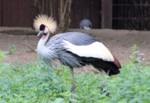 Kronenkranich zum Zootier des Jahres 2026 gekürt Kronenkranich