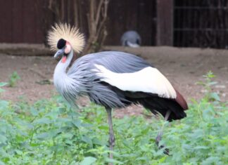 Kronenkranich zum Zootier des Jahres 2026 gekürt Kronenkranich