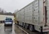 tiertransporte kontrolle auf a2 und a7: polizei stellt 17 verstöße fest polizei überprüft tiertransporte auf der autobahn