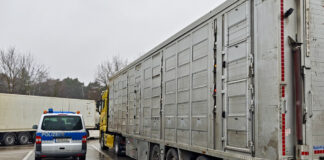 Polizei überprüft Tiertransporte auf der Autobahn