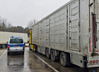 Tiertransporte Kontrolle auf A2 und A7: Polizei stellt 17 Verstöße fest Polizei überprüft Tiertransporte auf der Autobahn