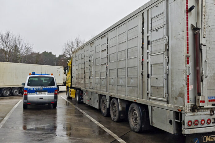 Polizei überprüft Tiertransporte auf der Autobahn