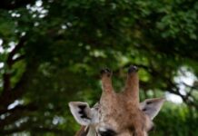 Giraffe Jamila im Erlebnis Zoo Hannover gestorben Giraffe Jamila im Erlebnis Zoo Hannover gestorben