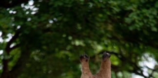 Giraffe Jamila im Erlebnis Zoo Hannover gestorben