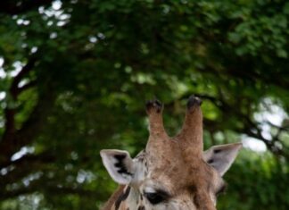 Giraffe Jamila im Erlebnis Zoo Hannover gestorben Giraffe Jamila im Erlebnis Zoo Hannover gestorben