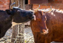 Valentinstag im Erlebnis Zoo Hannover: Führung zum Liebesleben im Tierreich Valentinstag: - Das Liebesleben im Tierreich.