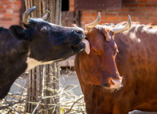 valentinstag: - das liebesleben im tierreich.