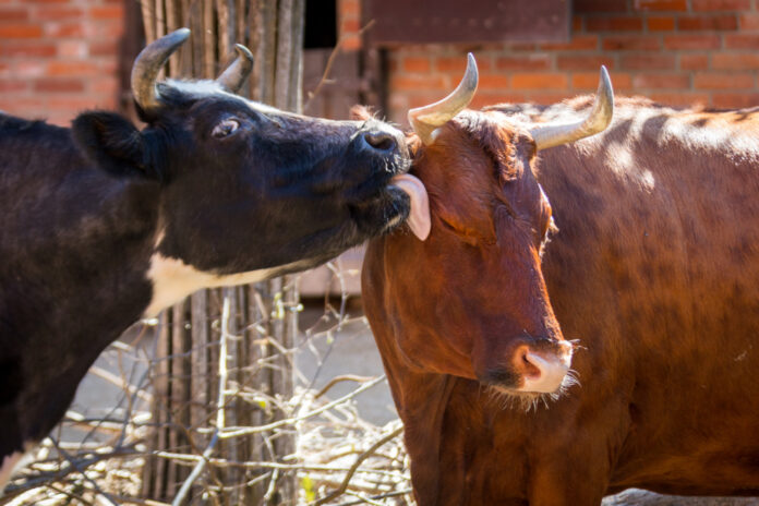 Valentinstag: - Das Liebesleben im Tierreich.