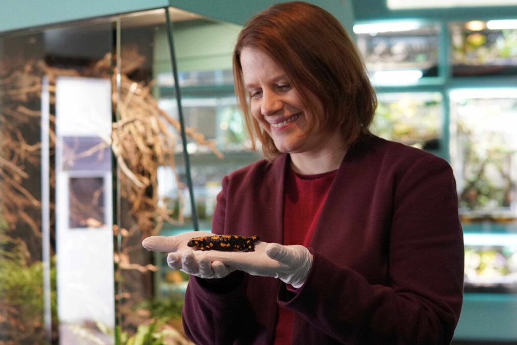 kultusministerin julia willie hamburg mit einer der bedrohten heimischen arten - dem feuersalamander - im amphibium des erlebnis-zoo hannover.