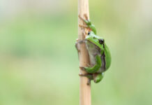 Wunderwelt heimische Amphibien: NABU und VHS laden zu faszinierendem Vortrag ein Auf dem Bild: Laubfrosch