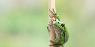 Auf dem Bild: Laubfrosch
