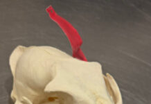 Kofferinhalt sorgt für umfangreiche Zollermittlungen am Flughafen Beschlagnahmter Tierschädel