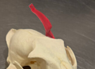 Kofferinhalt sorgt für umfangreiche Zollermittlungen am Flughafen Beschlagnahmter Tierschädel