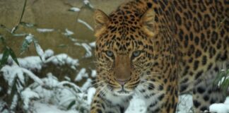 Leopard Suresh reist im Rahmen des Erhaltungsprogramms nach Dänemark.