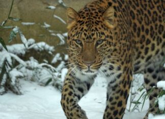 leopard suresh reist im rahmen des erhaltungsprogramms nach dänemark.