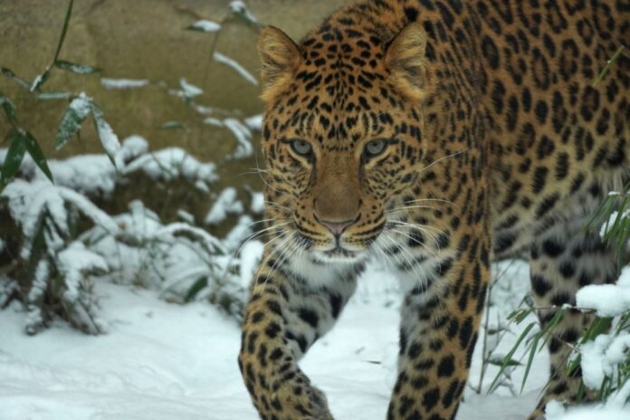 Leopard Suresh reist im Rahmen des Erhaltungsprogramms nach Dänemark. Leopard Suresh reist im Rahmen des Erhaltungsprogramms nach Dänemark.