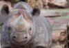 nashorn nasor im erlebnis zoo hannover: neuer bulle soll für nachwuchs sorgen nashornbulle nasor