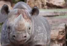 Nashorn Nasor im Erlebnis Zoo Hannover: Neuer Bulle soll für Nachwuchs sorgen Nashornbulle Nasor