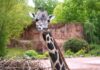 giraffe niobe aus dem erlebnis zoo hannover gut im zoo frankfurt angekommen giraffe niobe ist gut in frankfurt angekommen.