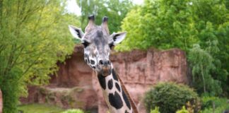 Giraffe Niobe ist gut in Frankfurt angekommen.