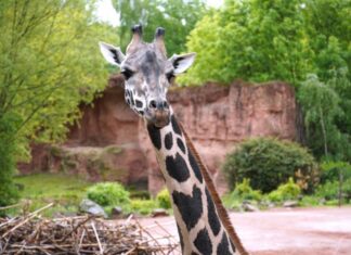 giraffe niobe aus dem erlebnis zoo hannover gut im zoo frankfurt angekommen giraffe niobe ist gut in frankfurt angekommen.