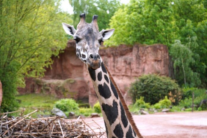 Giraffe Niobe ist gut in Frankfurt angekommen.