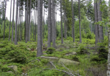Neuer Kurs für den Gesundheitstourismus: Bad Gandersheim offiziell Luftkurort Wald / Harz / Bäume.