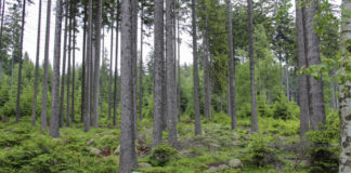 Wald / Harz / Bäume.