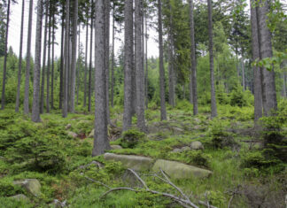 Neuer Kurs für den Gesundheitstourismus: Bad Gandersheim offiziell Luftkurort Wald / Harz / Bäume.