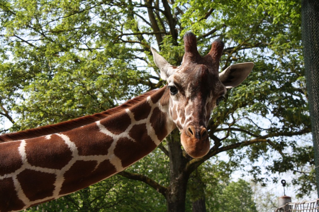 niobes neue gefährtin - netzgiraffe shujaa