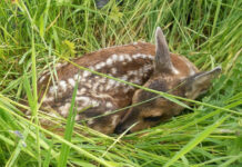 Hilfe für Helfende: Wildtier SOS-App unterstützt bei Wildtieren in Not Rehkitz