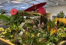 Sieben Auszeichnungen für Hannover: Berggarten-Orchideen begeistern auf Weltkonferenz Stand der Herrenhäuser Gärten auf der Welt-Orchideen-Konferenz