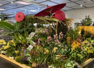Sieben Auszeichnungen für Hannover: Berggarten-Orchideen begeistern auf Weltkonferenz Stand der Herrenhäuser Gärten auf der Welt-Orchideen-Konferenz