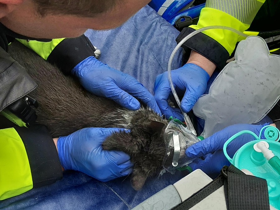 verletzte katze nach feuer auf einem balkon gerettet.