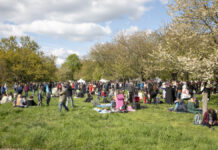 Kirschblütenfest im Hiroshima-Hain: Hannover lädt am 26. April zum Jubiläum ein Themenfoto: Kirschblütenfest am Hiroshima Hain in Hannover (Archivbild 2024).