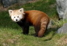 Erlebnis-Zoo Hannover schickt Kleinen Panda nach Schweden Der Kleine Panda Rasna reist nach Schweden