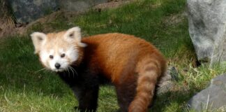 Der Kleine Panda Rasna reist nach Schweden