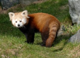 Erlebnis-Zoo Hannover schickt Kleinen Panda nach Schweden Der Kleine Panda Rasna reist nach Schweden