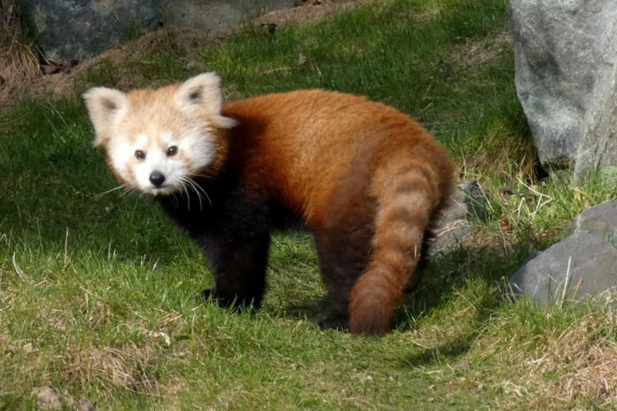 Der Kleine Panda Rasna reist nach Schweden